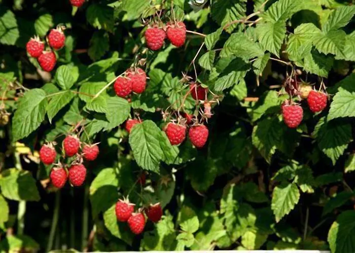 Country house Le Reve